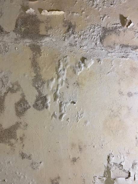 Best Emergency Mold Removal  in Atglen, PA