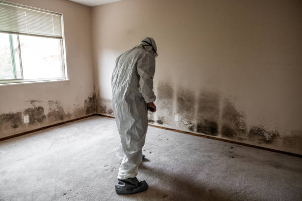 Best Black Mold Removal  in Atglen, PA