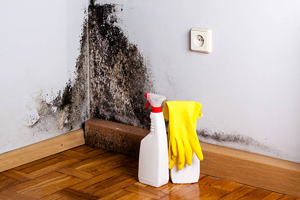 Best Attic Mold Removal  in Atglen, PA